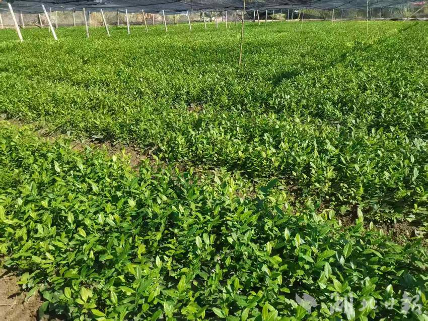 1768803716599951.png bf5df9d153e07ed3a588818e7a49316.png